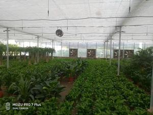 花卉大棚